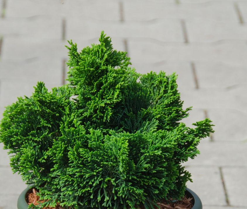 Кипарисовик туполистный Нана Грацилис